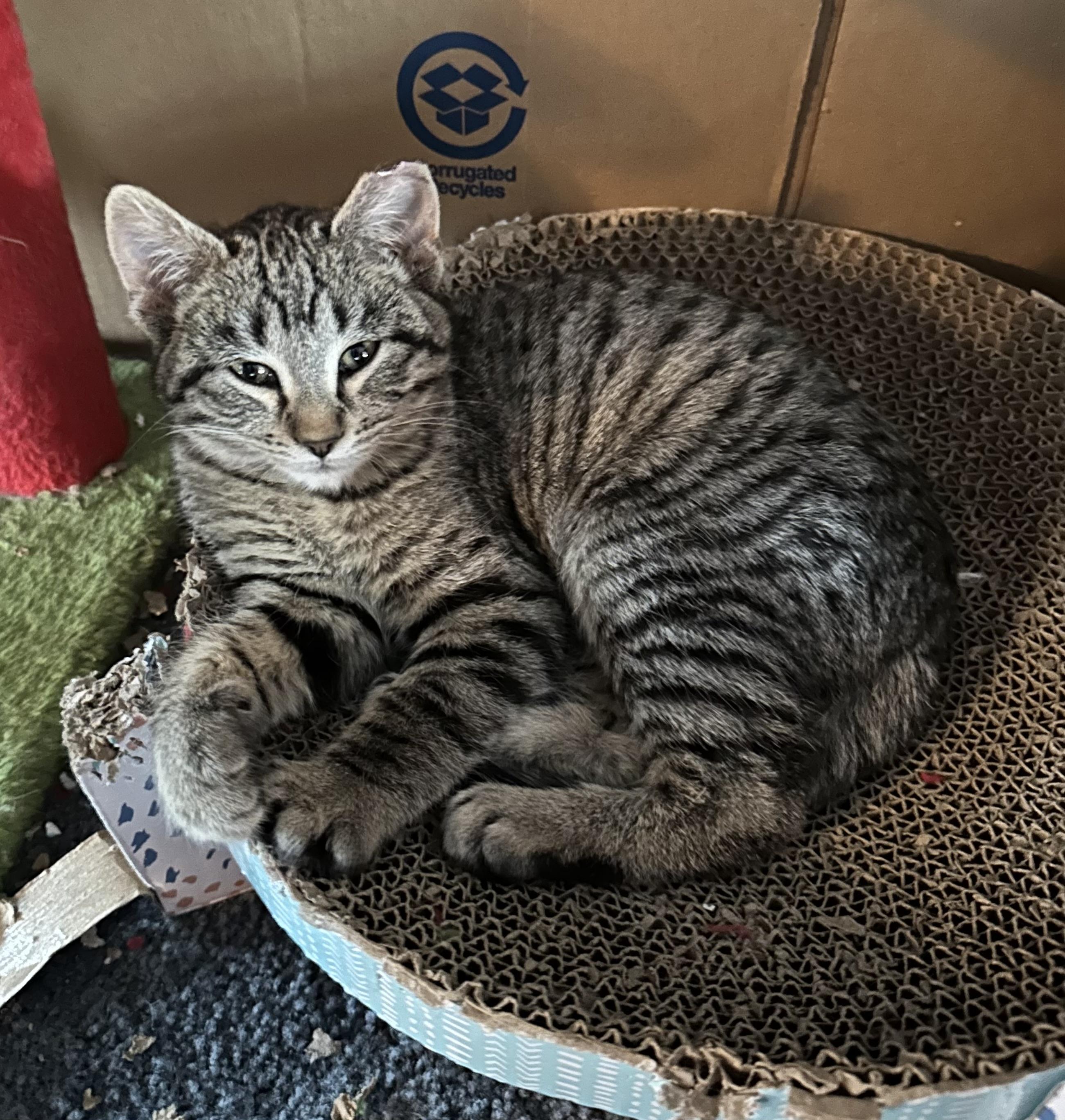 Cornbread , ADOPTABLE, Kitten Female Domestic Short Hair.