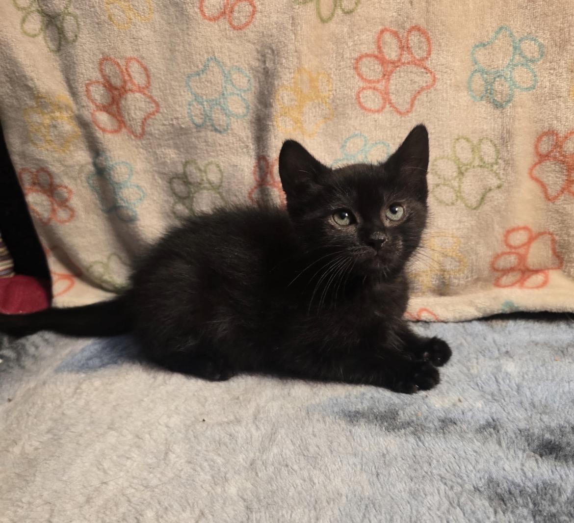 TRUFFLE, an adoptable Domestic Short Hair in Spotswood, NJ image 1/5