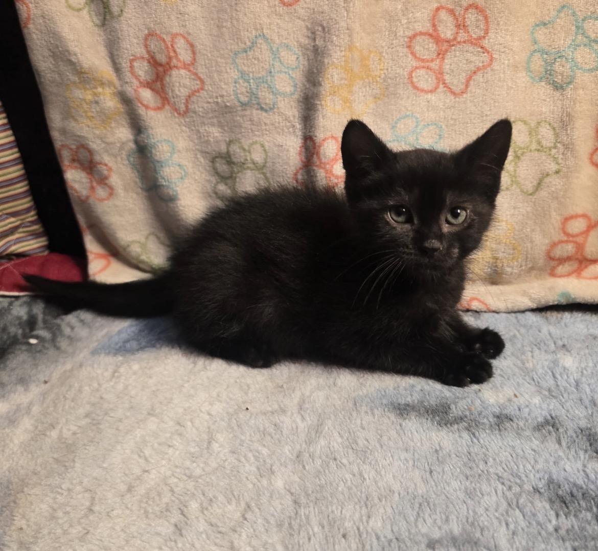 TRUFFLE, an adoptable Domestic Short Hair in Spotswood, NJ image 2/5