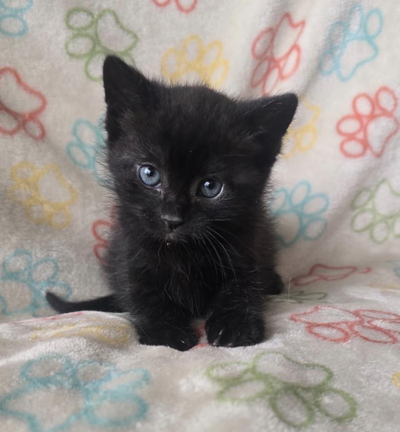 TRUFFLE, an adoptable Domestic Short Hair in Spotswood, NJ image 5/5