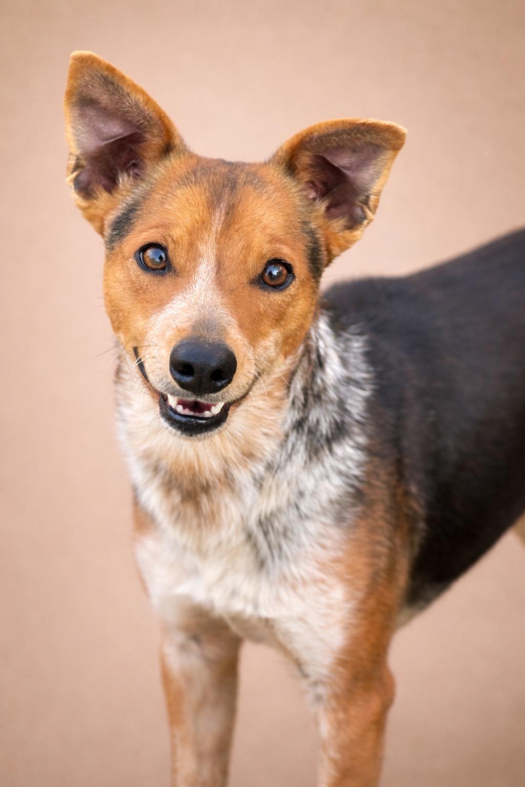 Enlarge Screech - I am only 23 lbs!, a Adoptable mixed breed in Austin, TX image 2/6