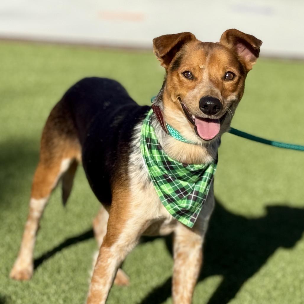 Screech - I am only 23 lbs!, Adoptable, Adult Male Cattle Dog & Cattle Dog.