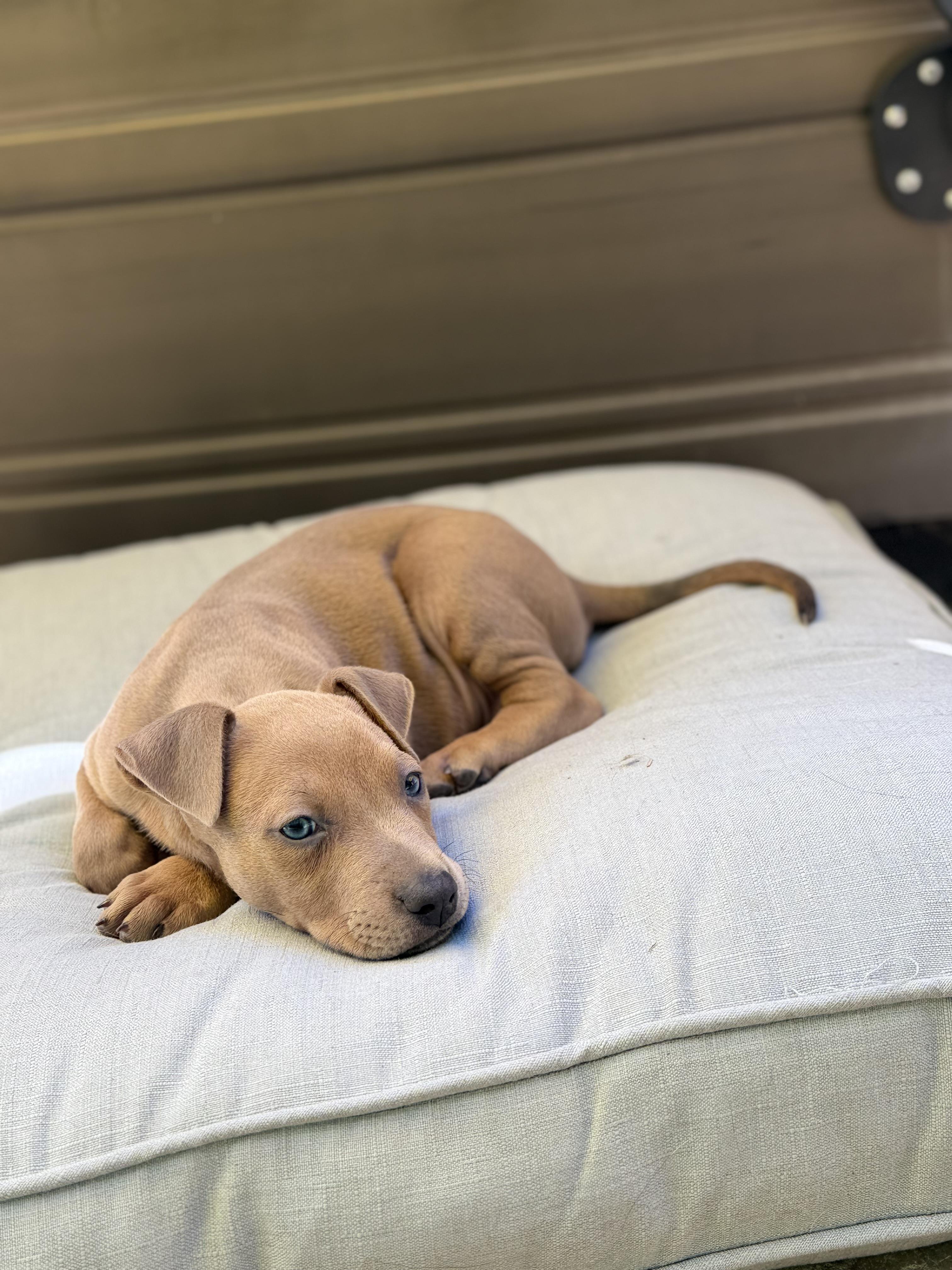 Enlarge Aston, a ADOPTABLE mixed breed in Lincoln, CA image 2/3