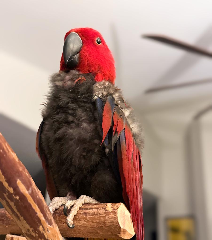 Cheerio, a Adoptable Eclectus in Ballwin, MO image 1/6