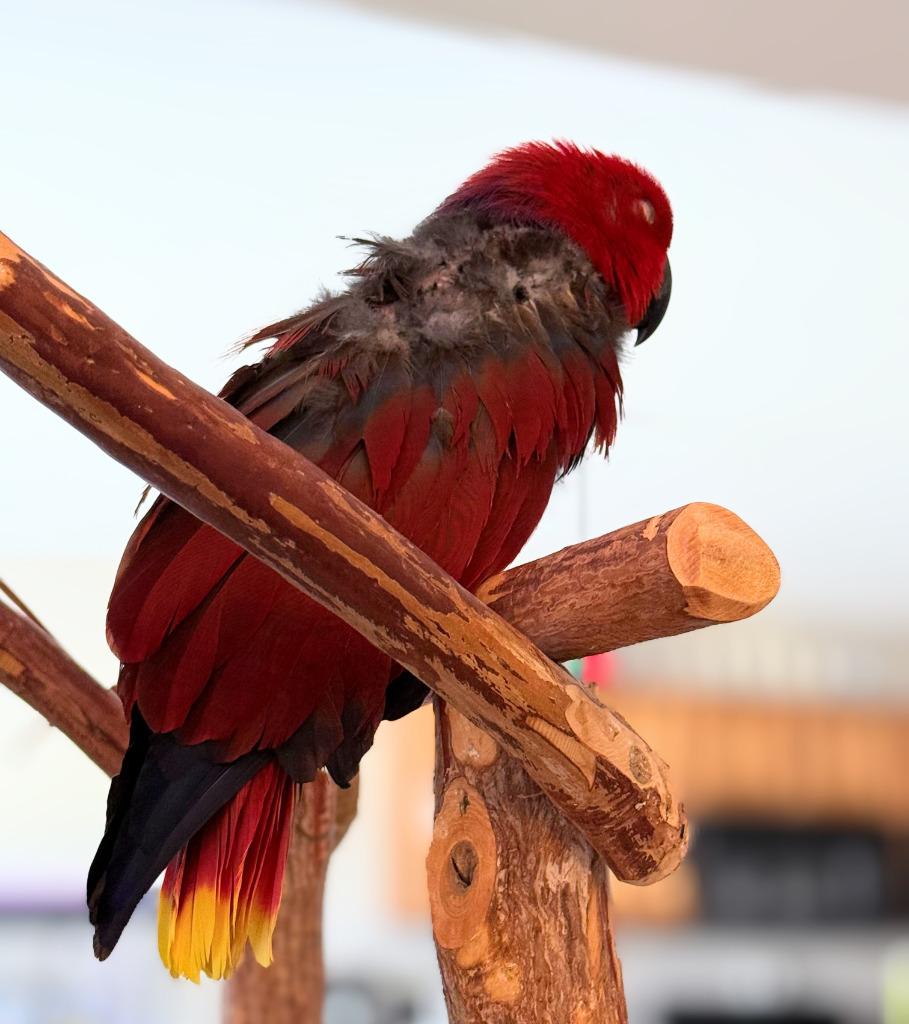 Cheerio, a Adoptable Eclectus in Ballwin, MO image 3/6