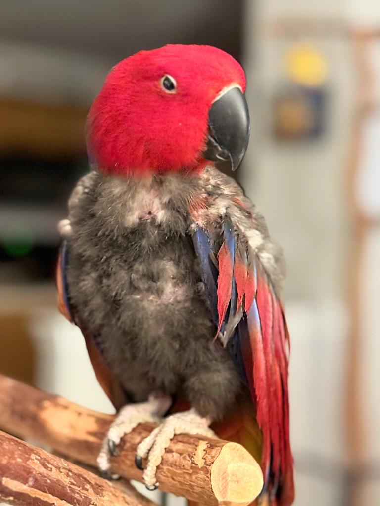 Cheerio, a Adoptable Eclectus in Ballwin, MO image 2/6