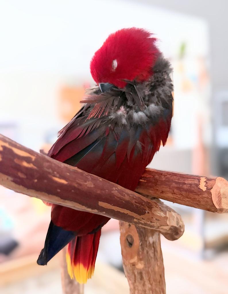 Cheerio, a Adoptable Eclectus in Ballwin, MO image 6/6
