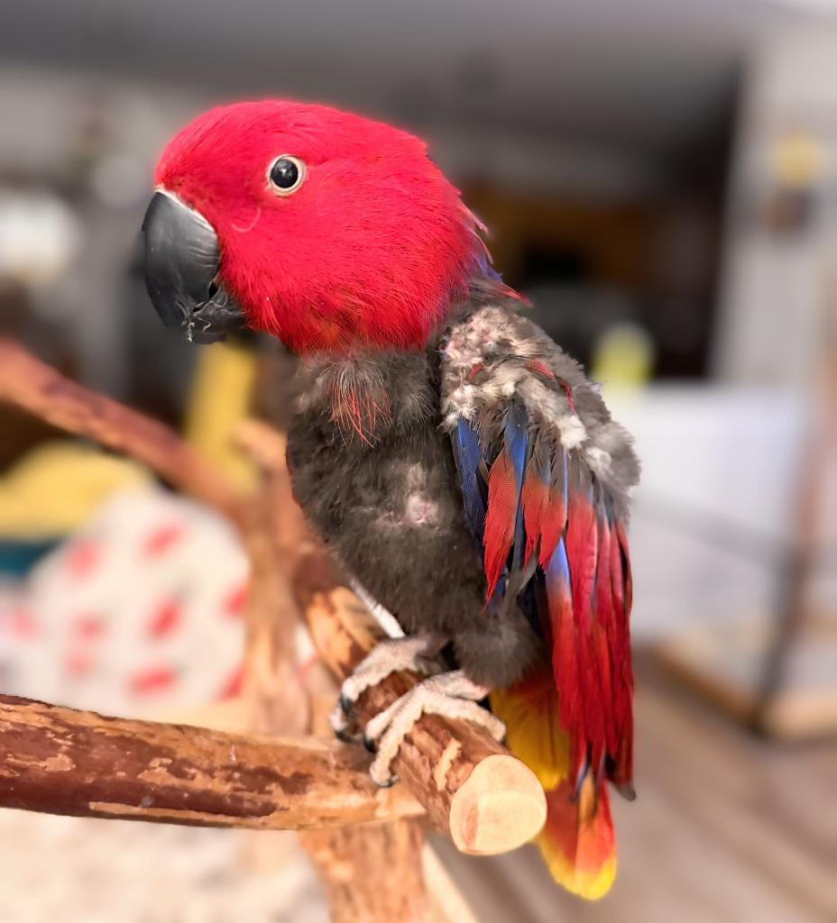 Cheerio, a Adoptable Eclectus in Ballwin, MO image 6/6