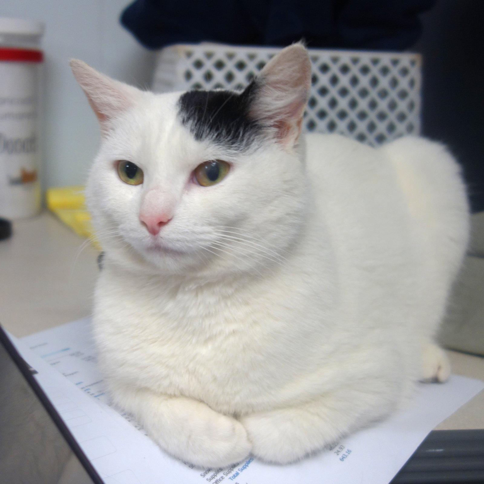 Chai, Adopted, Adult Female Domestic Short Hair.