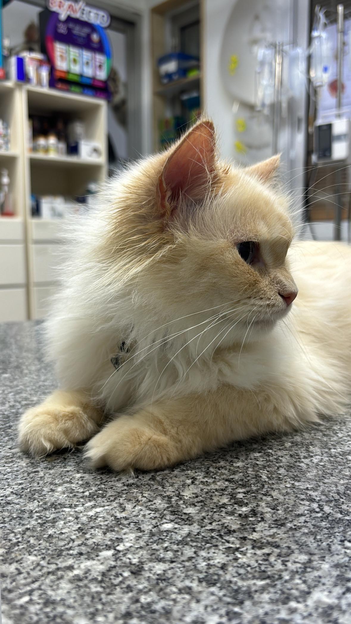Trixie - READ FULL PROFILE - An absolute dream with cats, dogs, people (including children)