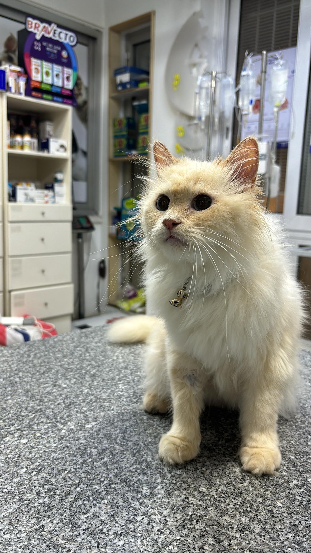 Trixie - READ FULL PROFILE - An absolute dream with cats, dogs, people (including children)