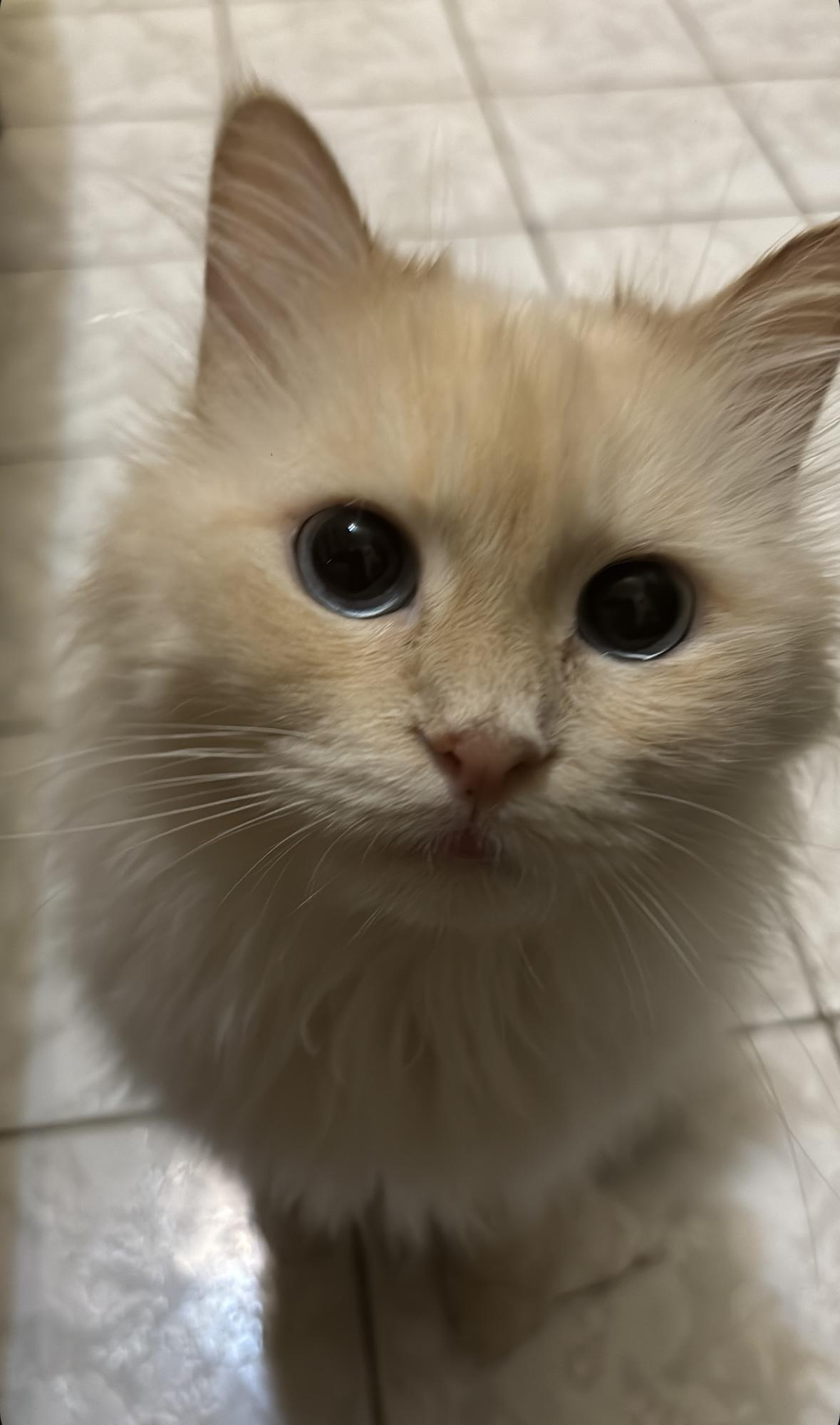 Trixie - READ FULL PROFILE - An absolute dream with cats, dogs, people (including children)