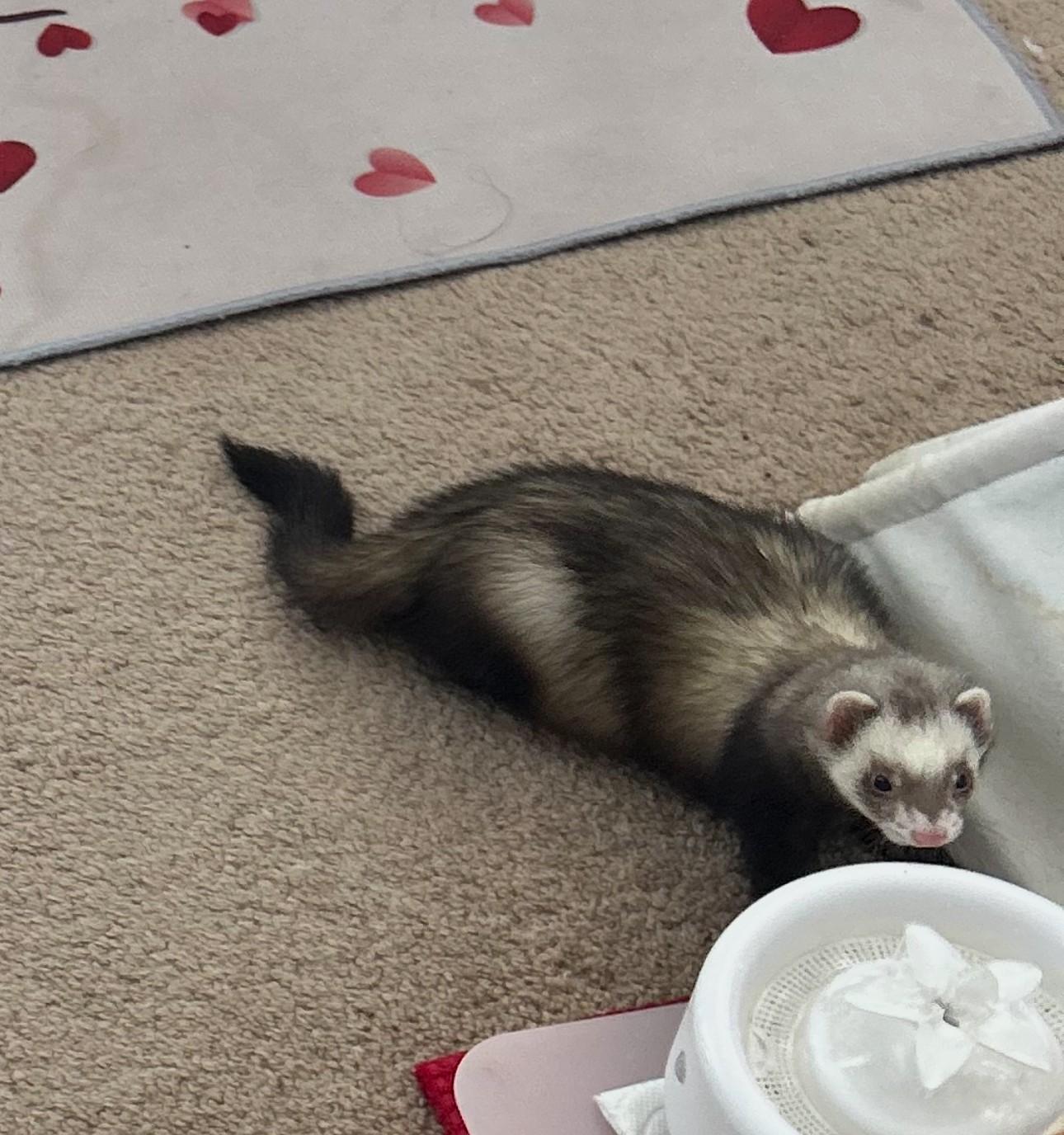 Lilo, ADOPTABLE, Adult Female Ferret.