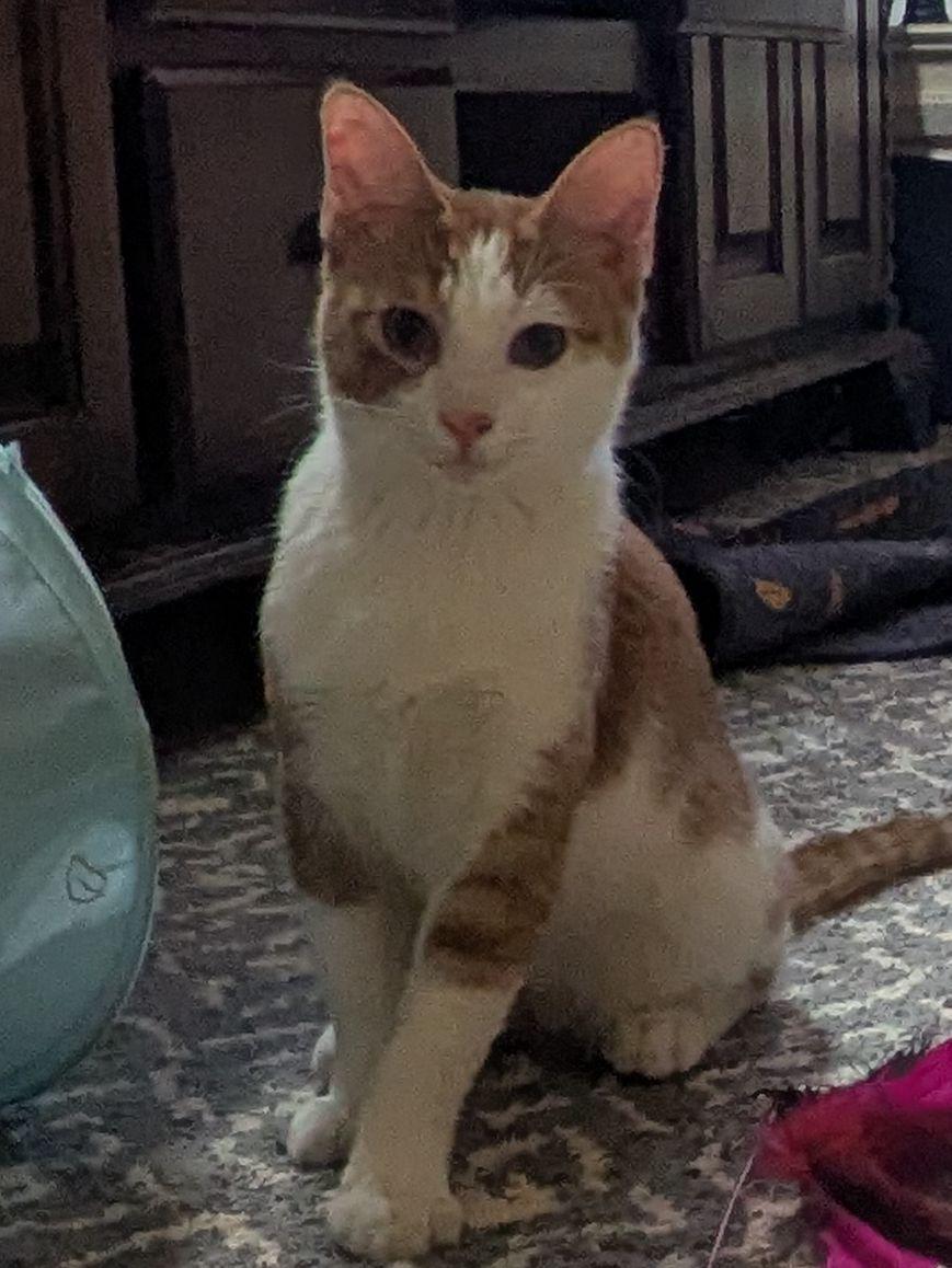 Percy, a Adoptable Domestic Short Hair in Tulsa, OK image 1/6