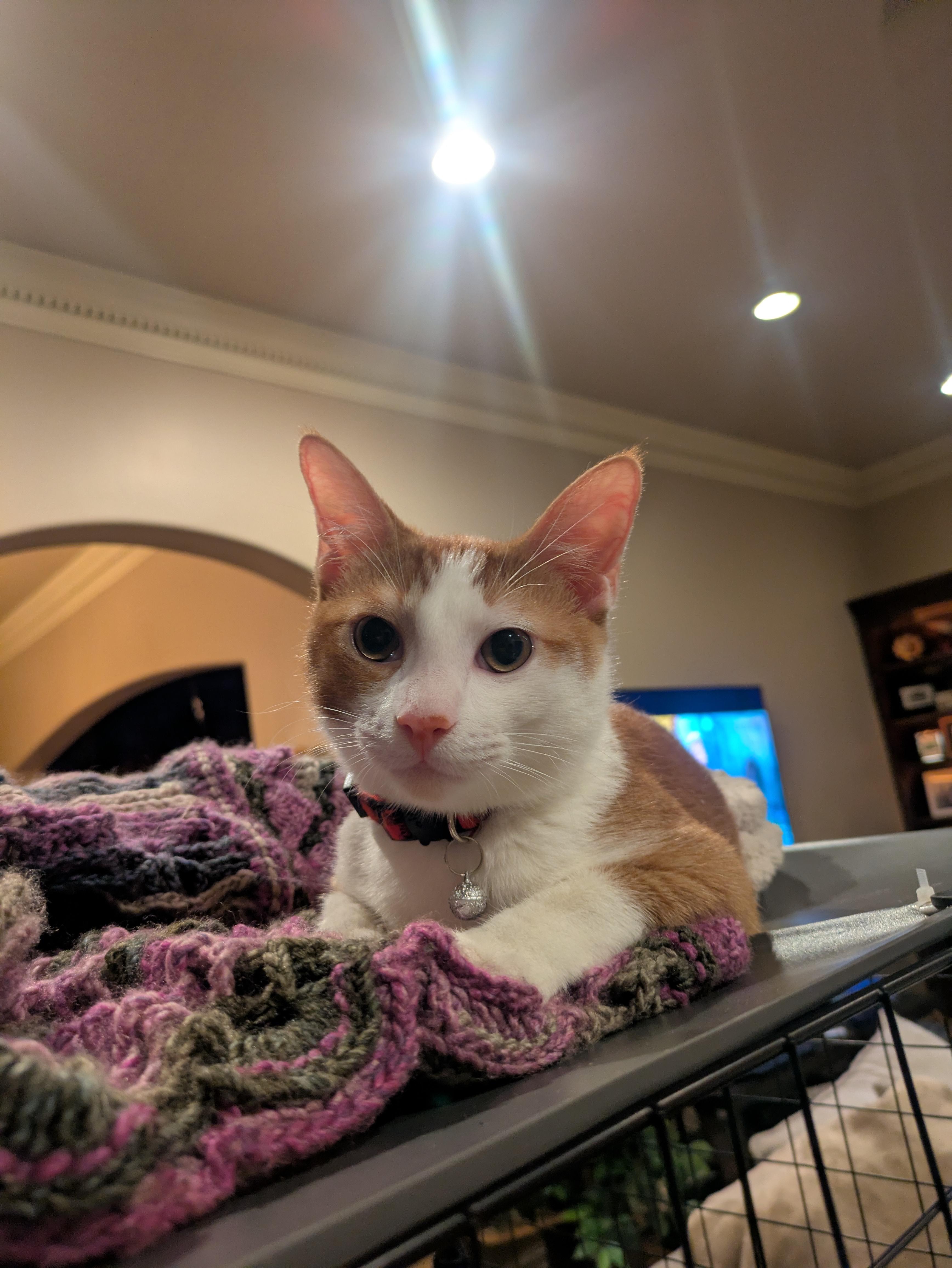 Percy, a Adoptable Domestic Short Hair in Tulsa, OK image 3/6