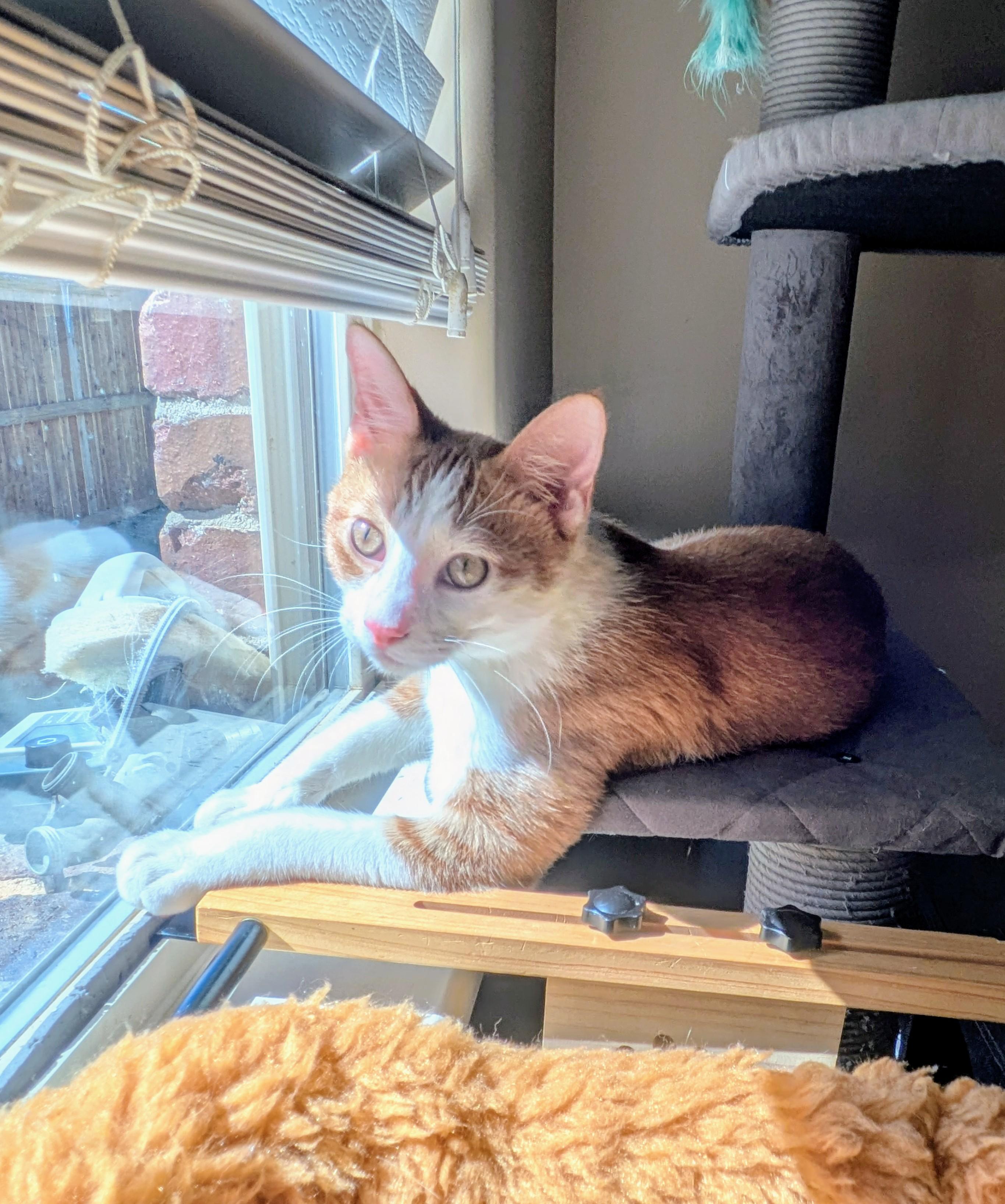 Percy, a Adoptable Domestic Short Hair in Tulsa, OK image 4/6