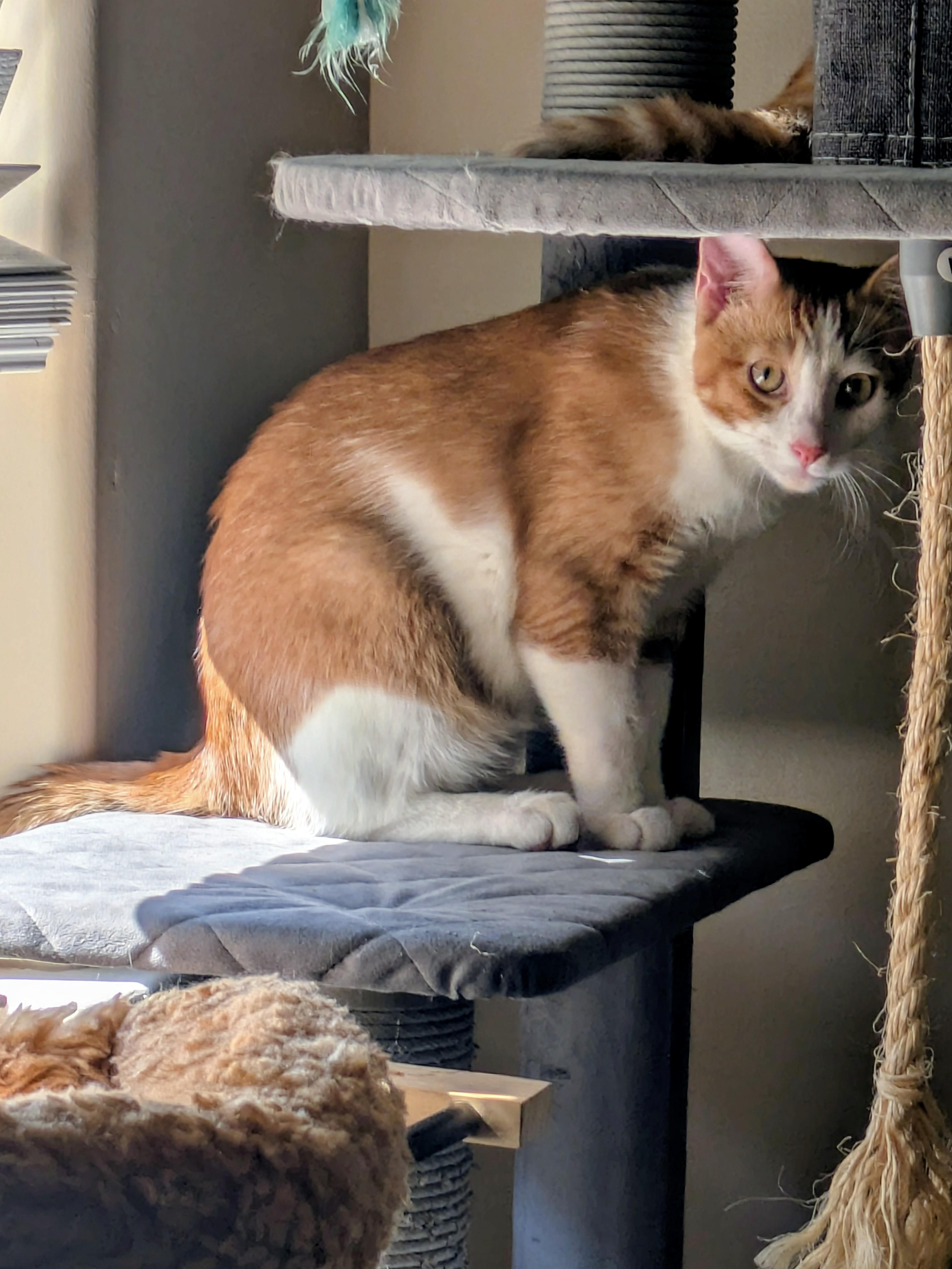 Percy, a Adoptable Domestic Short Hair in Tulsa, OK image 5/6