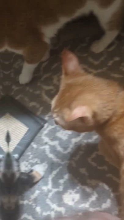 Enlarge Percy, a Adoptable Domestic Short Hair in Tulsa, OK video 6/6