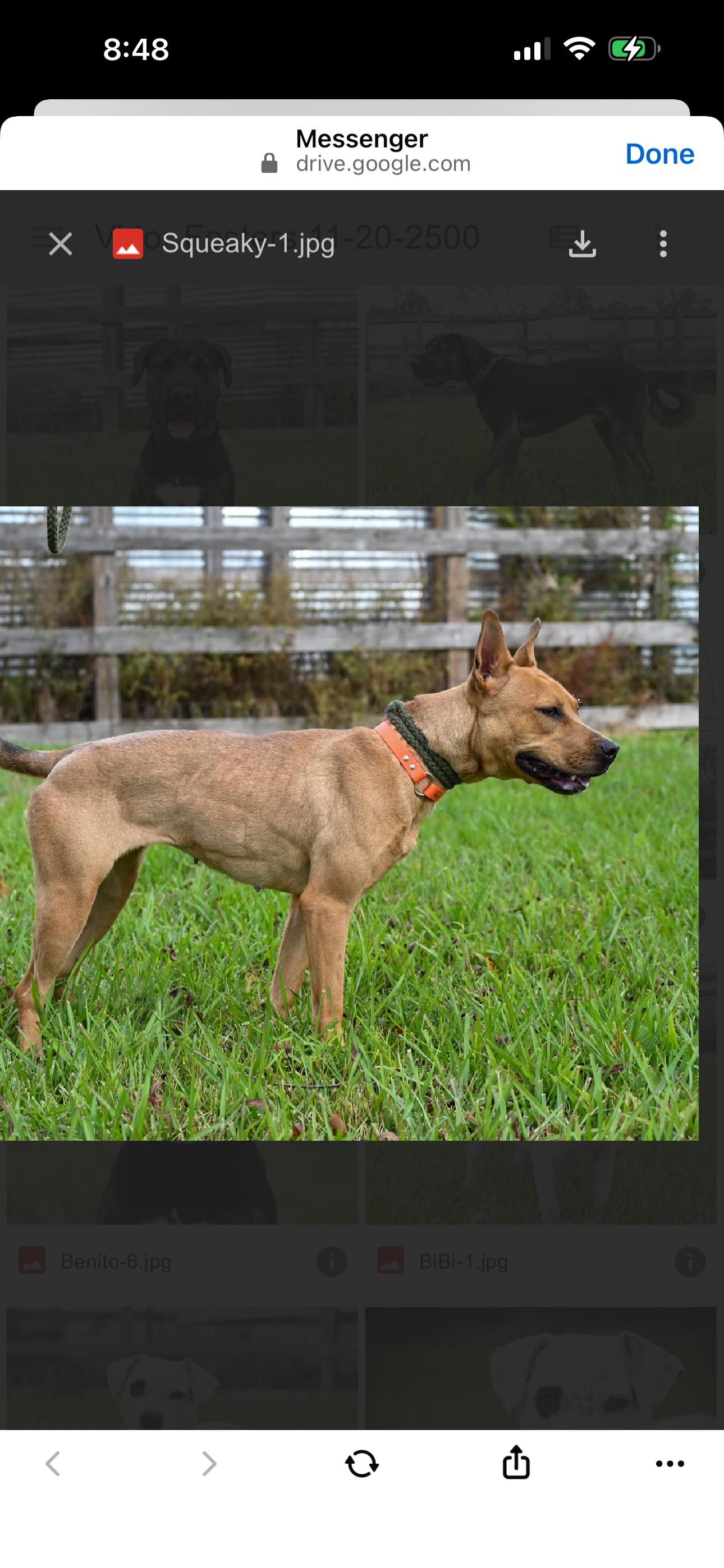 Enlarge Squeaky , a ADOPTABLE mixed breed in Bronson, TX image 1/2