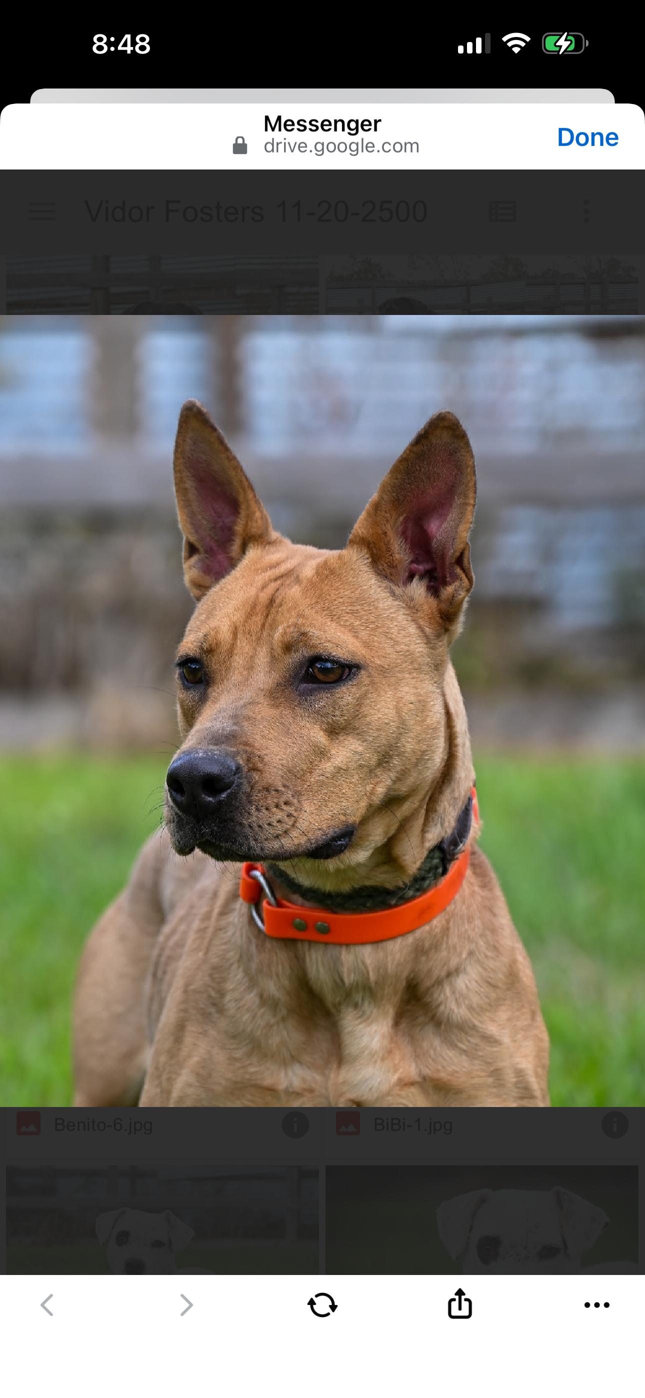 Enlarge Squeaky , a ADOPTABLE mixed breed in Bronson, TX image 2/2