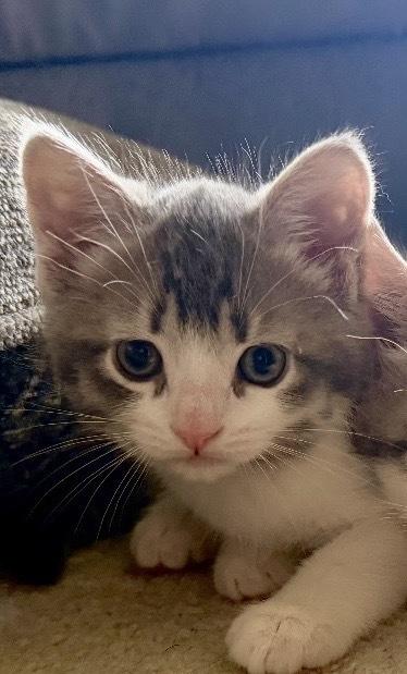 Wendy (Qtown Royal Cuties Litter), Adopted, Kitten Female Domestic Short Hair.