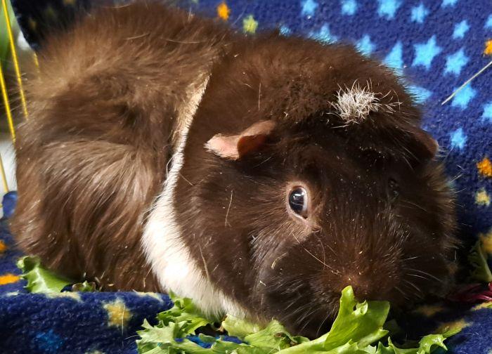 Enlarge Theo, a ADOPTABLE Abyssinian in Gary, IN image 3/3