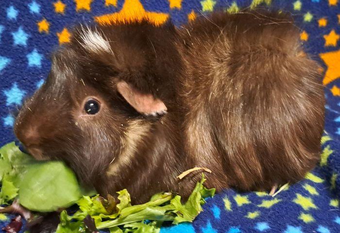 Enlarge Theo, a ADOPTABLE Abyssinian in Gary, IN image 1/3