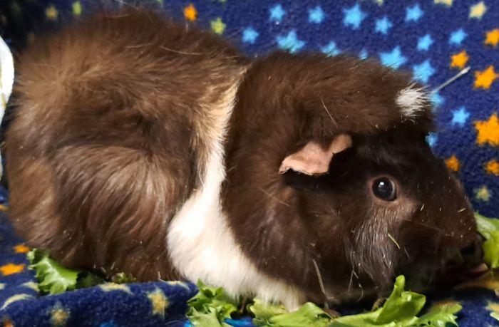 Enlarge Theo, a ADOPTABLE Abyssinian in Gary, IN image 2/3