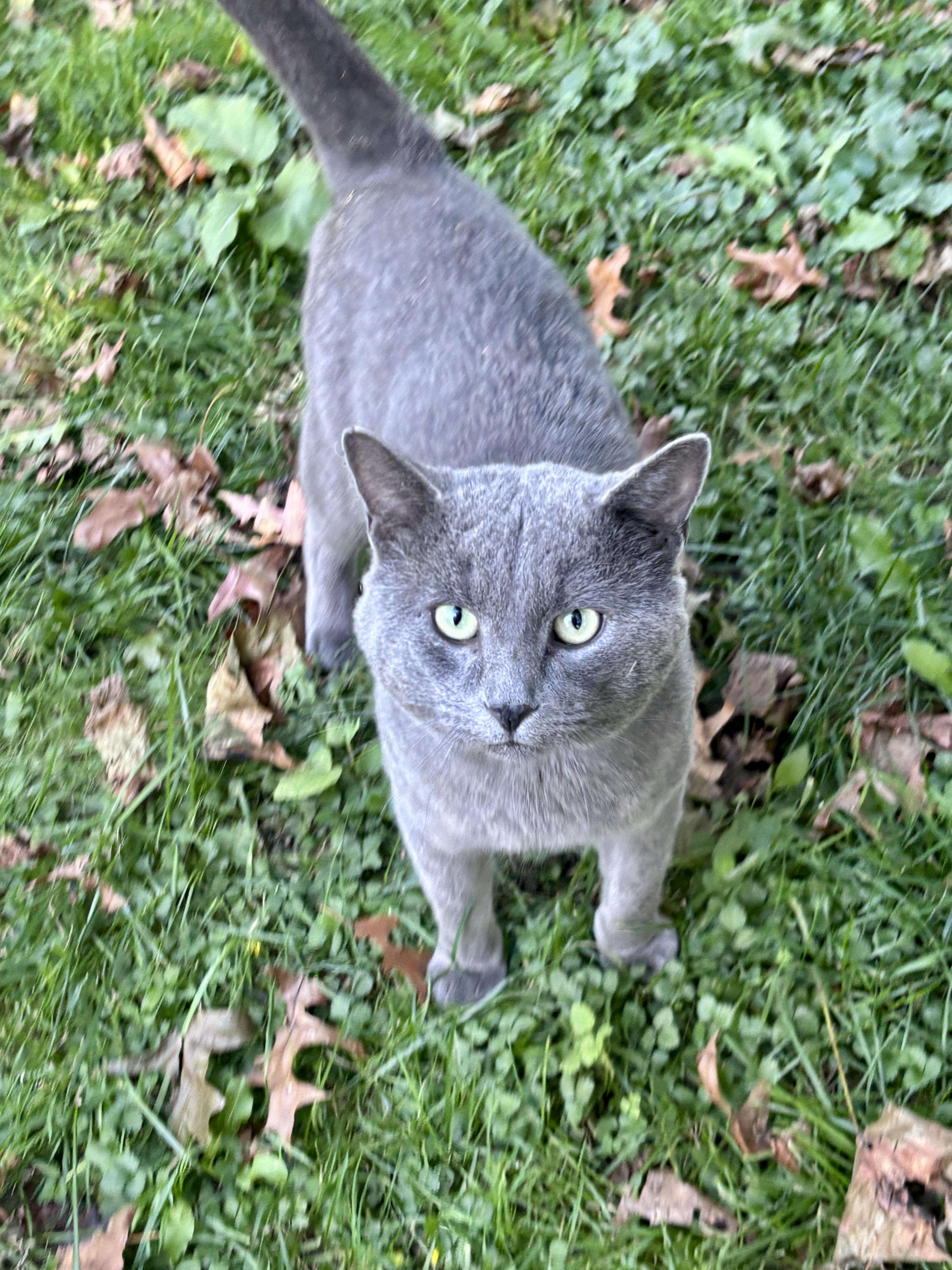 Slater, Adoptable, Young Male Domestic Short Hair.
