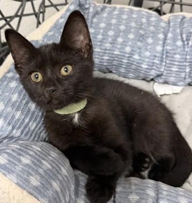 Tini, Adoptable, Kitten Female Domestic Short Hair.