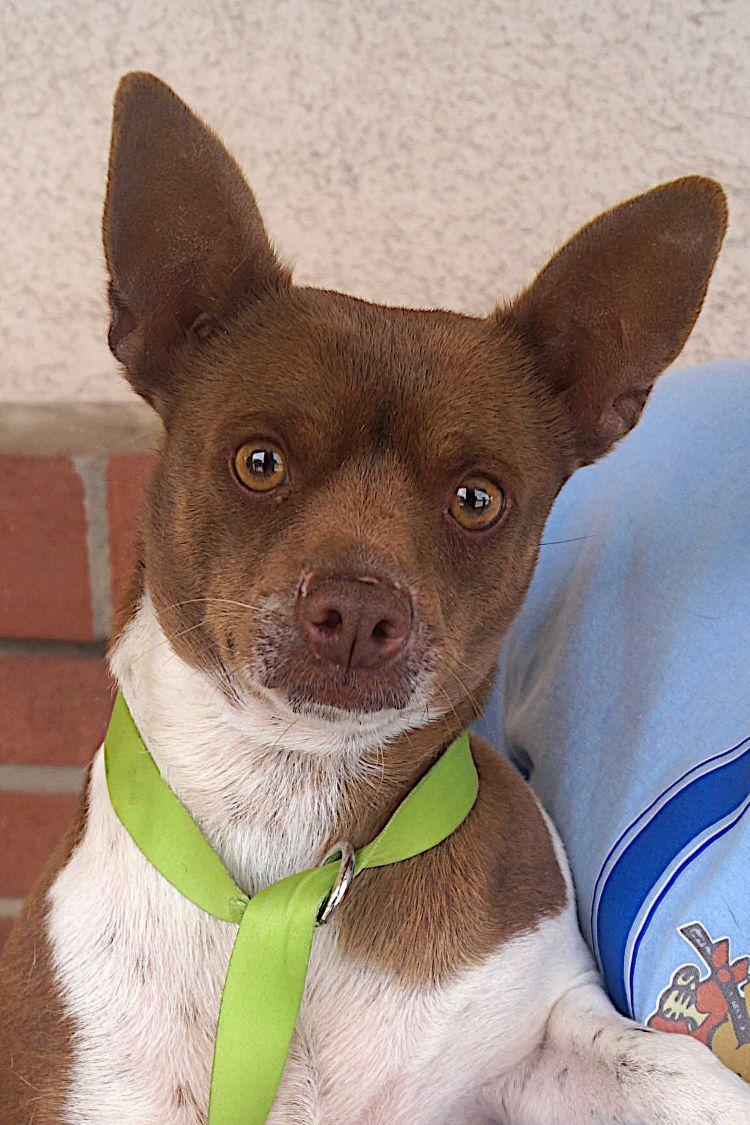 Enlarge Roscoe, a Adoptable mixed breed in Carrollton, TX image 1/2