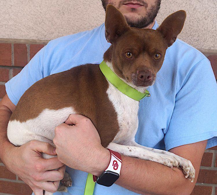 Enlarge Roscoe, a Adoptable mixed breed in Carrollton, TX image 2/2