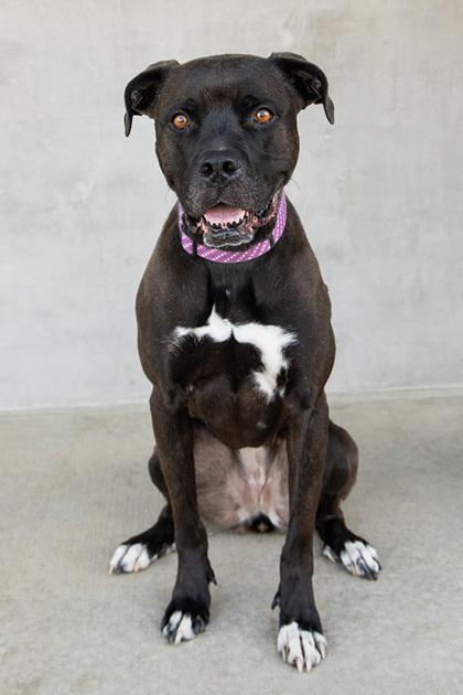 Saint, Adoptable, Adult Female Mixed Breed & Mixed Breed.