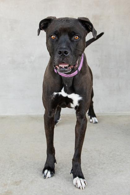 Enlarge Saint, a Adoptable mixed breed in Longmont, CO image 2/3