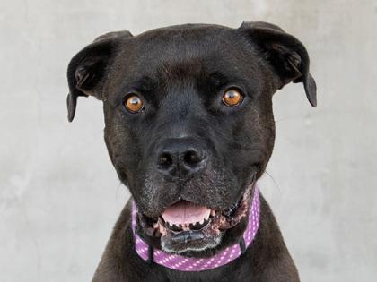 Enlarge Saint, a Adoptable mixed breed in Longmont, CO image 3/3