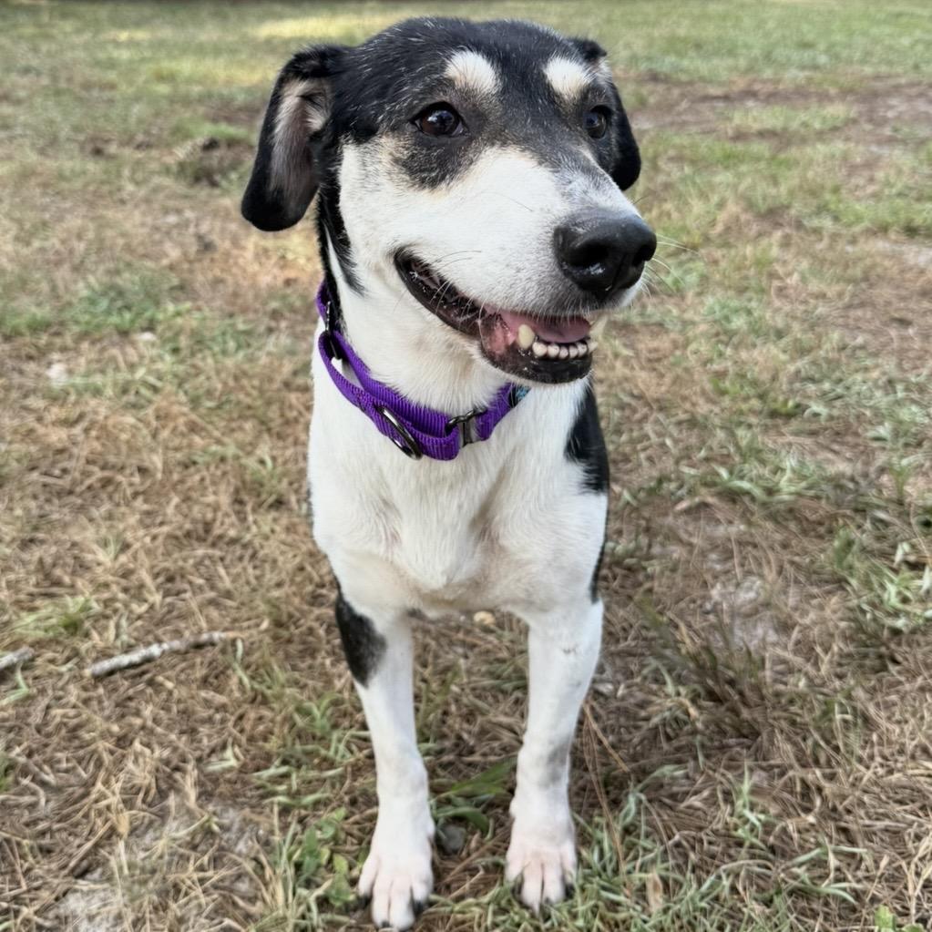 Candy, Adoptable, Adult Female Mixed Breed.
