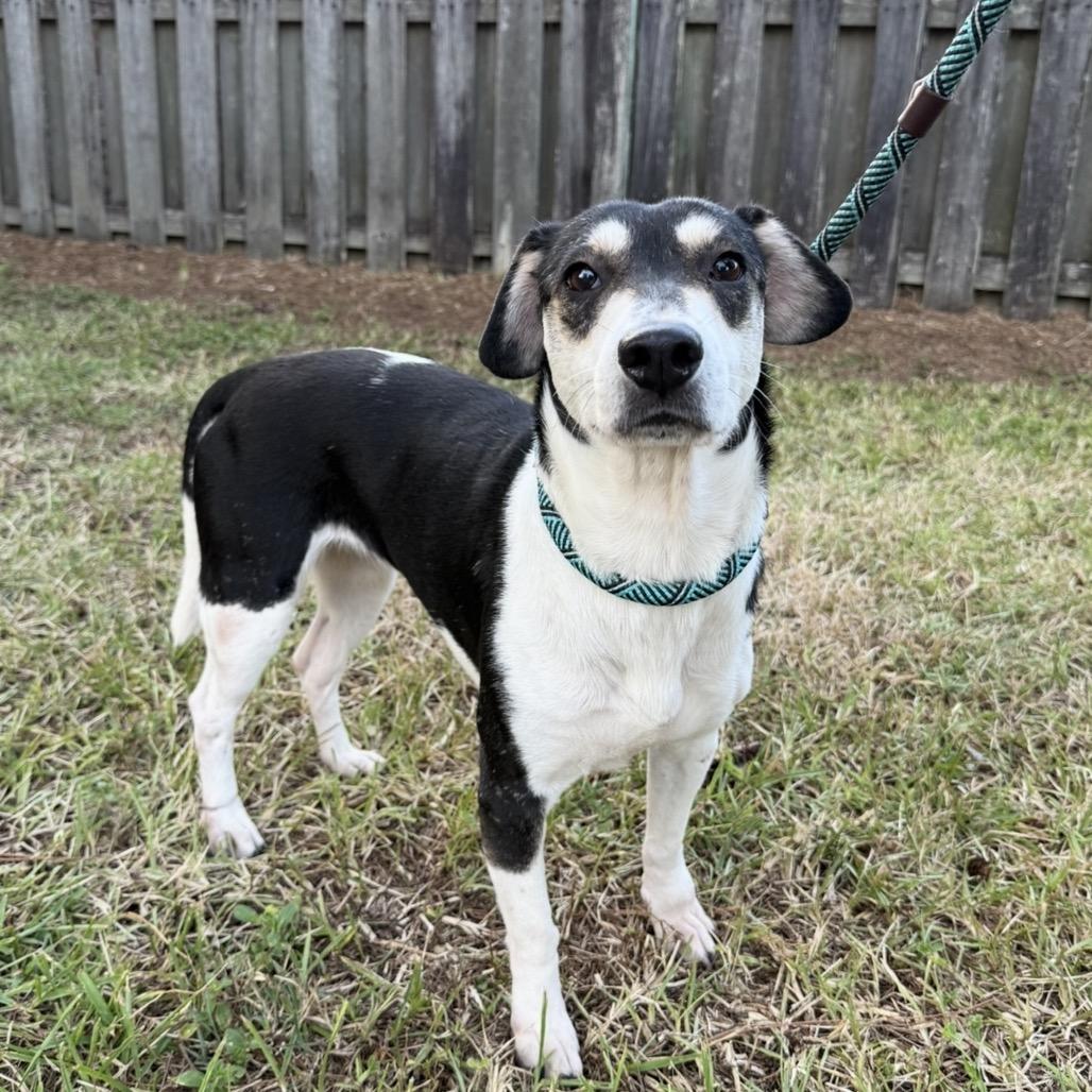 Enlarge Candy, a Adoptable Mixed Breed in Williston, FL image 2/6