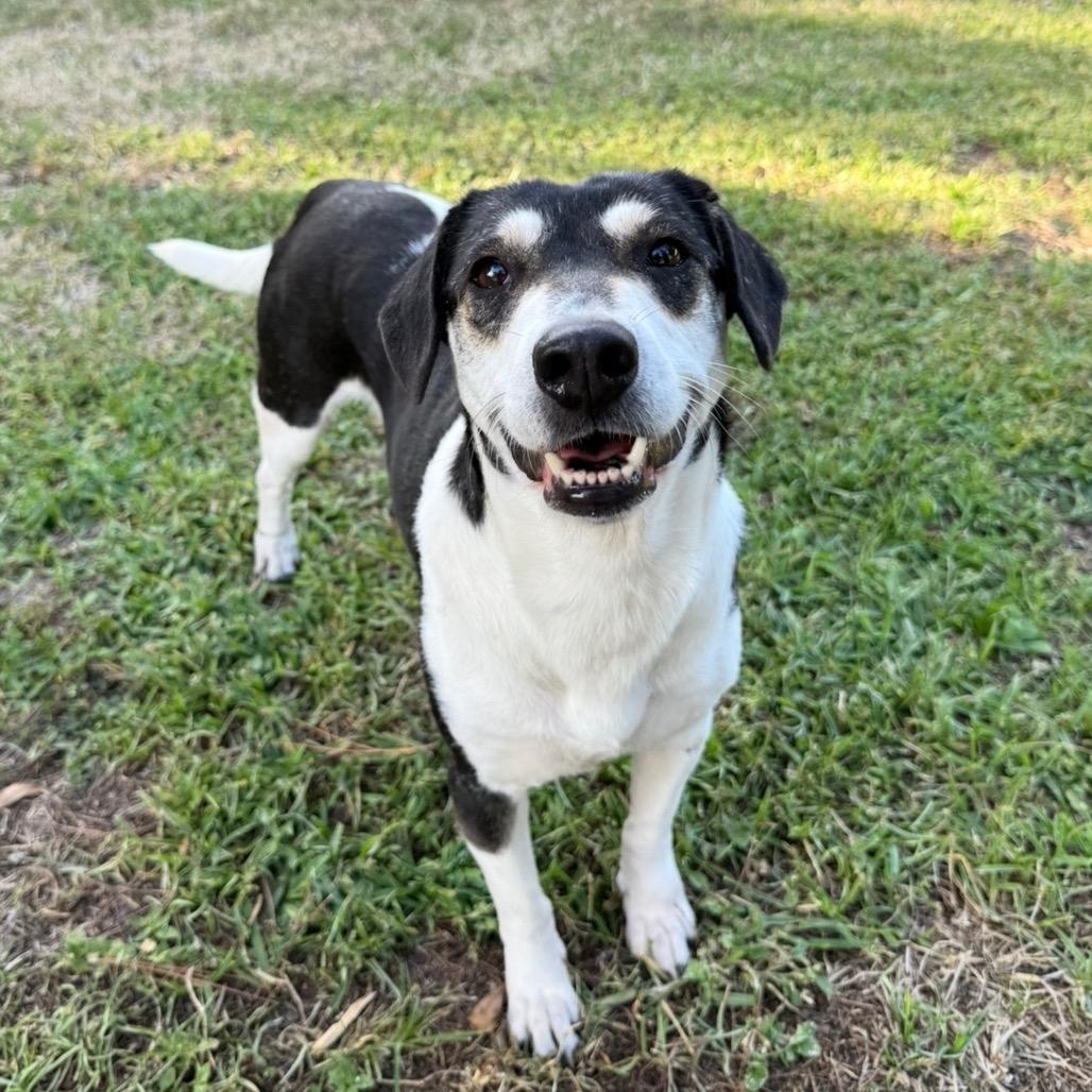 Enlarge Candy, a Adoptable Mixed Breed in Williston, FL image 3/6