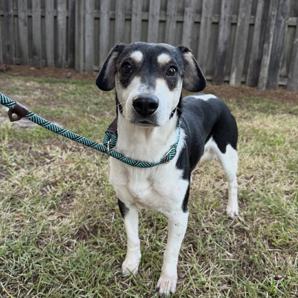 Enlarge Candy, a Adoptable Mixed Breed in Williston, FL image 6/6