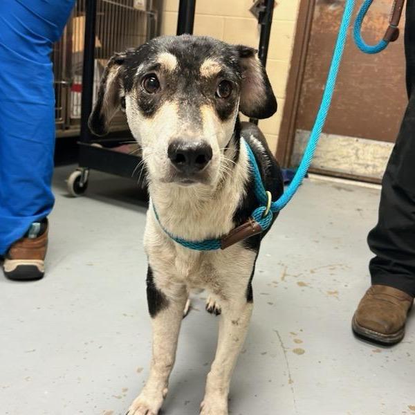 Enlarge Candy, a Adoptable Mixed Breed in Williston, FL image 5/6