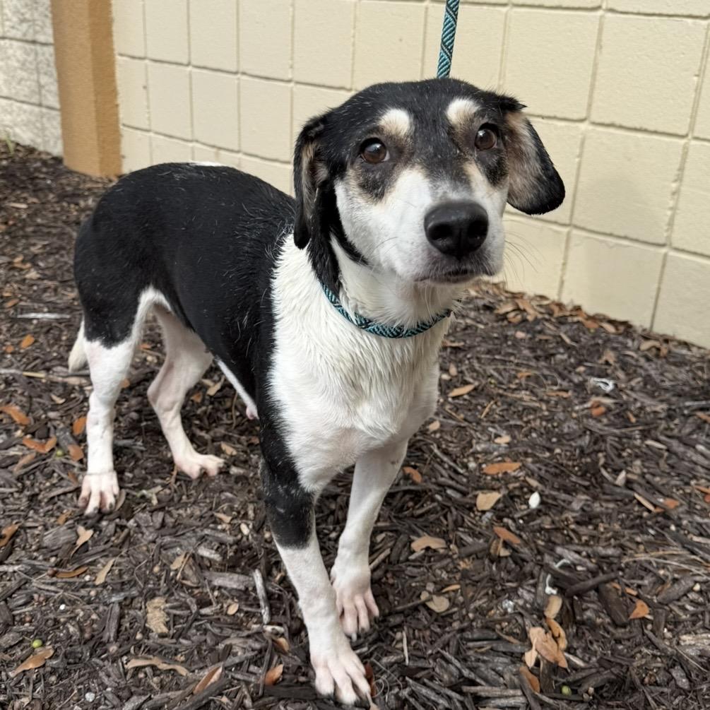 Enlarge Candy, a Adoptable Mixed Breed in Williston, FL image 6/6