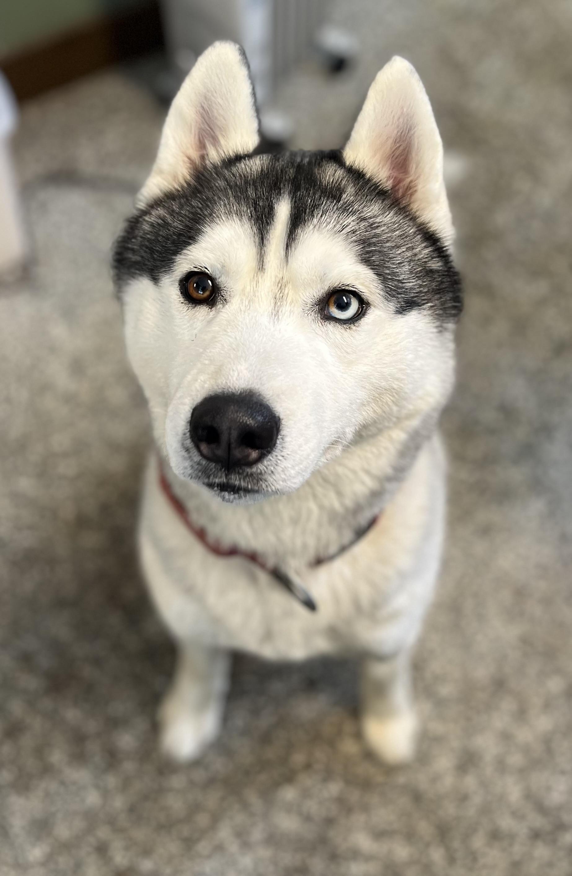 Luca, an adopted Siberian Husky in Blackstone, MA image 6/6