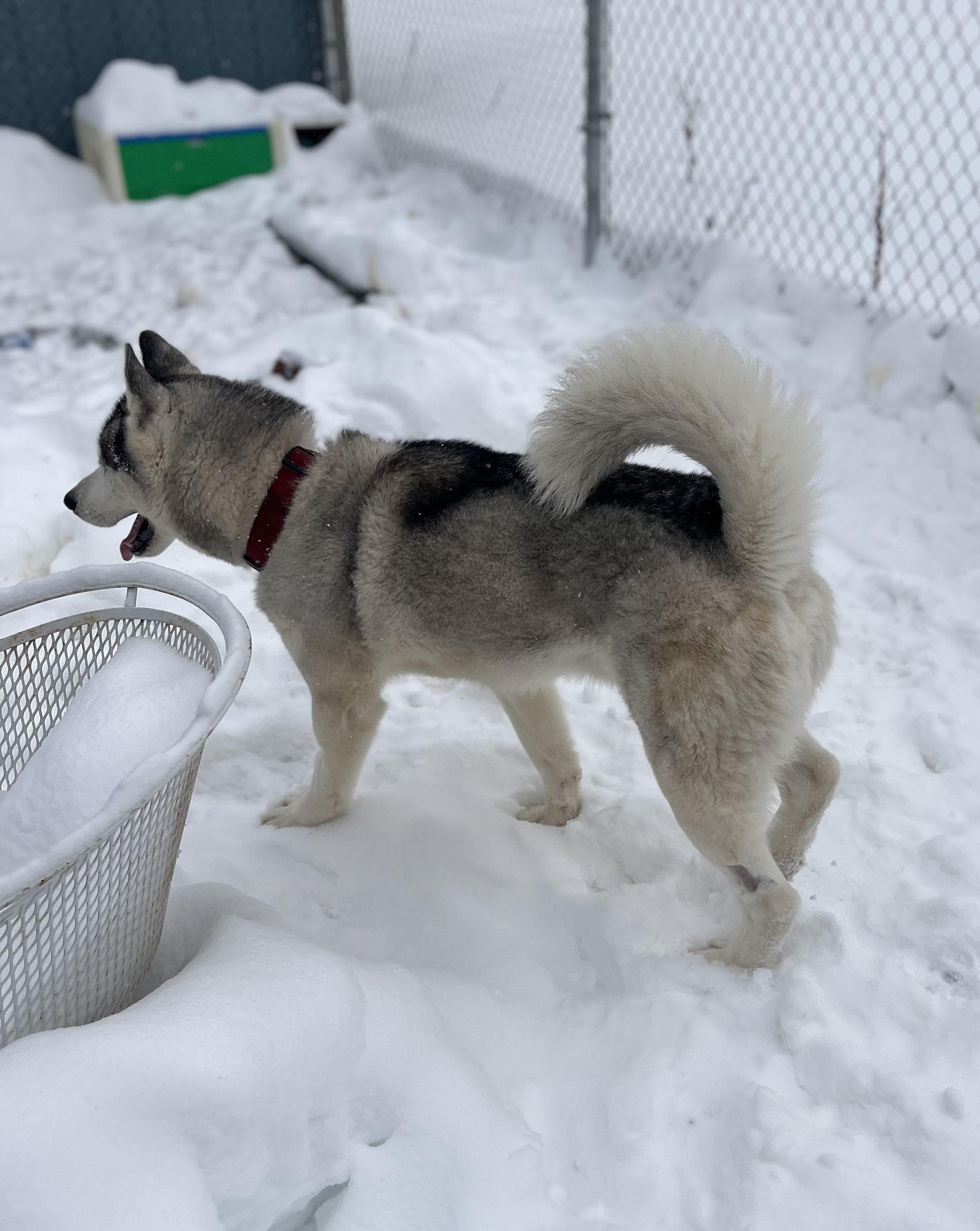 Luca, an adopted Siberian Husky in Blackstone, MA image 5/6
