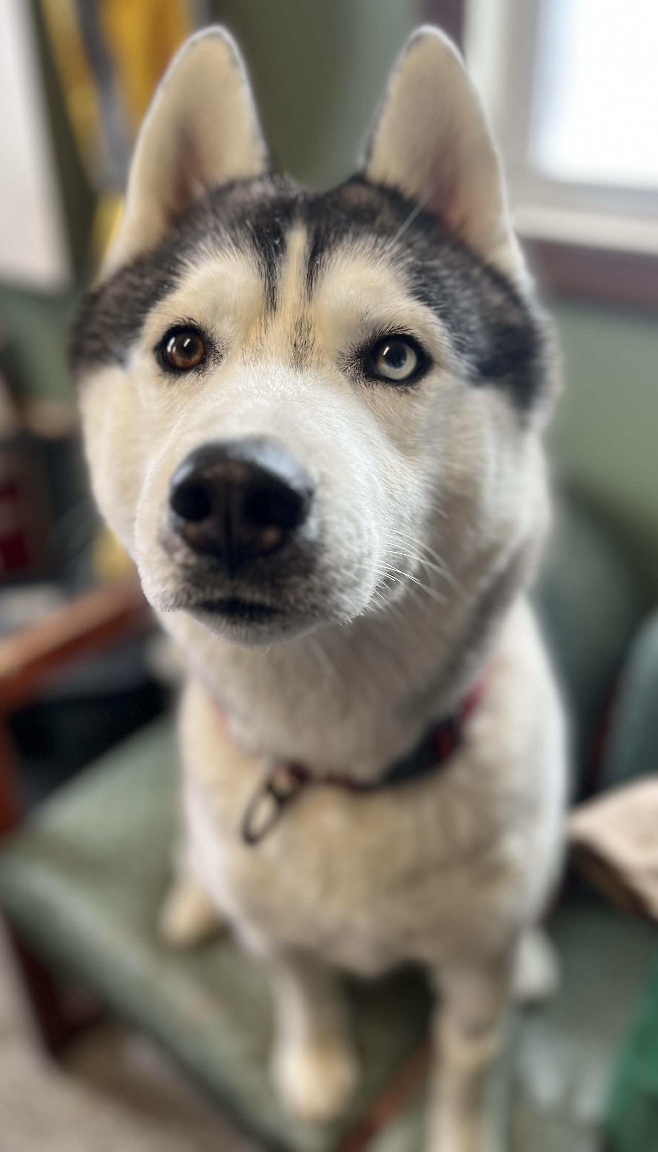 Luca, an adopted Siberian Husky in Blackstone, MA image 1/6