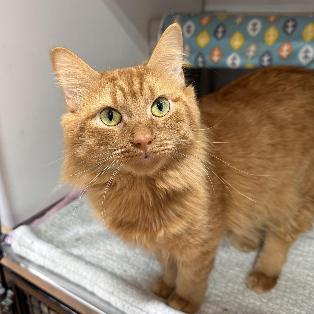 Cheddar Cheese, Adoptable, Adult Male Domestic Medium Hair.