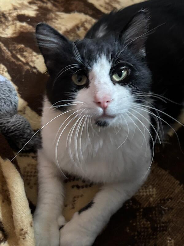 Enlarge Harry - COURTESY LISTING FOR OWNER, a Adoptable Domestic Medium Hair in Valley City, ND image 1/3