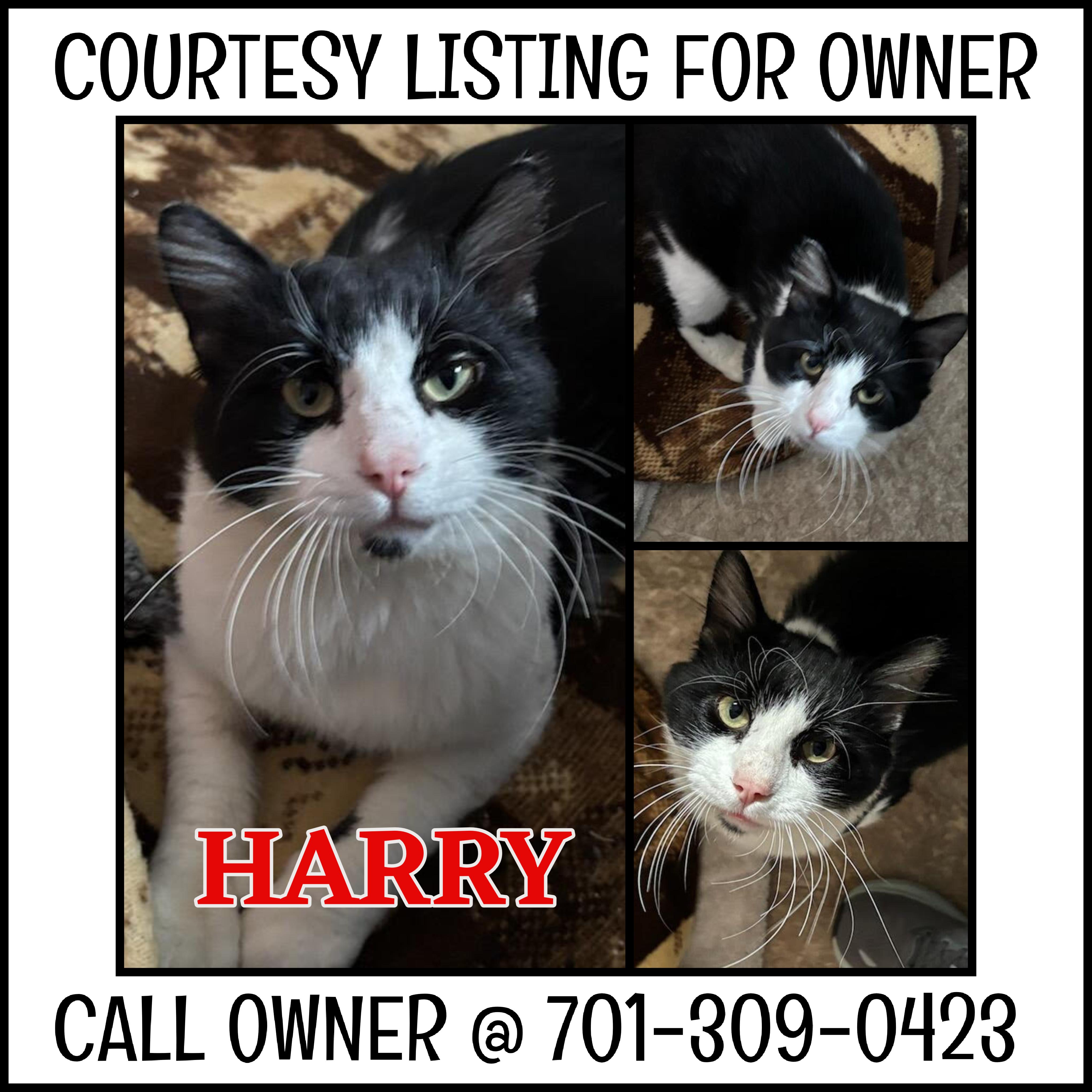 Enlarge Harry - COURTESY LISTING FOR OWNER, a Adoptable Domestic Medium Hair in Valley City, ND image 3/3