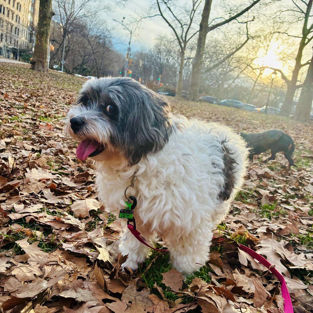 Farah, Adoptable, Adult Female Coton de Tulear.