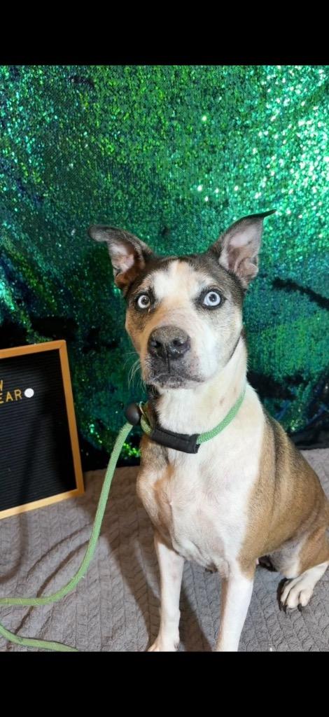 Enlarge INDIE, a Adoptable Terrier in Wintersville, OH image 1/6