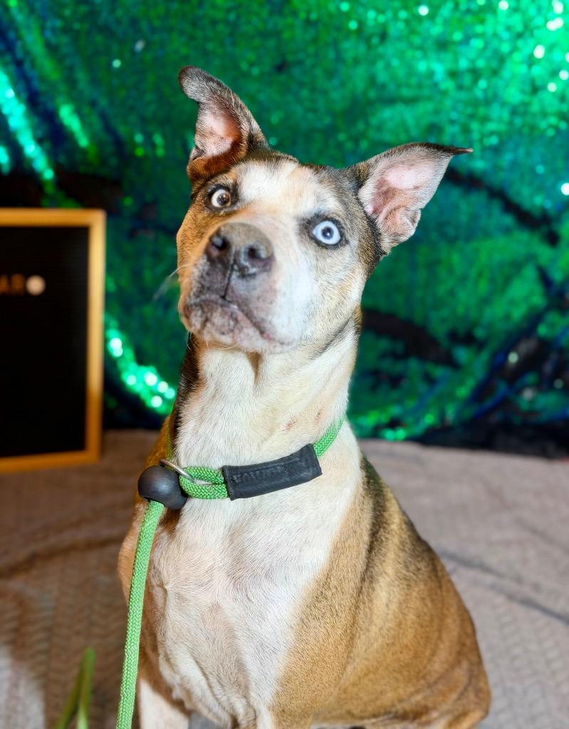 Enlarge INDIE, a Adoptable Terrier in Wintersville, OH image 2/6